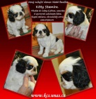 Krsn fena King CHarles spaniel