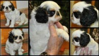 Krsn fena King CHarles spaniel