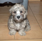 Dandie Dinmont terier- Dandík