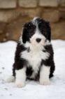 Bearded Collie