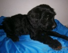 Briard - štěňata