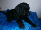 Briard - štěňata
