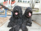 Briard - štěňata