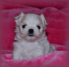 Malt�z��ek s pp