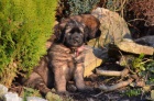 Leonberger ttka