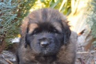 Leonberger ttka