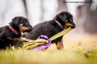 Beauceron tata s PP ze zahraninho kryt