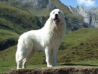 Pyrenejsk horsk pes