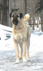 Anatolsk pasteveck pes - Kangal, tata s PP