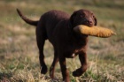 Chesapeake bay retriever  