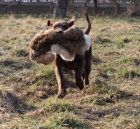 Chesapeake bay retriever  