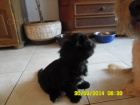 Lhasa apso s PP