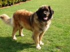 Leonberger s PP