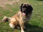 Leonberger s PP