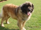 Leonberger s PP