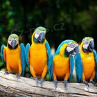 Ara ararauna papouek papouci na prodej