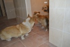 Hotel,salon,kolka,obchod