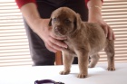 Chesapeake Bay Retriever ttka s PP