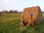 Vmarsk oha - ttka - weimaraner puppies