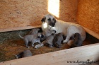 Kangal (registrovan anatolsk pasteveck pes)