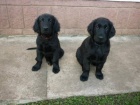 Flat Coated Retriever