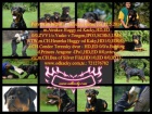 Rottweiler - tata s prkazem pvodu