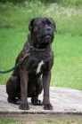 ttka Cane Corso s PP