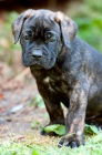 ttka Cane Corso s PP