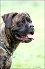 ttka Cane Corso s PP