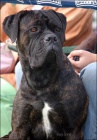 ttka Cane Corso s PP