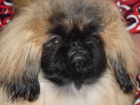 Pekinz