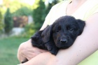 Štěně Flat Coated Retriever/Retrívr