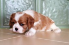 Kavalr King Charles panl