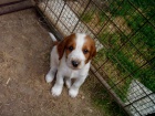 Welsh Springer Spaniel - tata