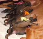 CHS Rhodskch Ridgeback zad tata