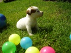 Jack Russell terier ttka s PP