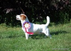 Jack Russell terier ttka s PP