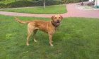 Hled se nevsta (Chesapeake Bay Retriever)