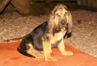 Bloodhound tn tata prodej