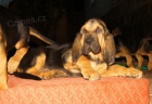 Bloodhound tn tata prodej