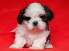 Shih-tzu, i-tzu ttka s PP