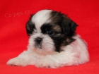 Shih-tzu, i-tzu ttka s PP