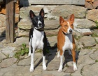 tn basenji