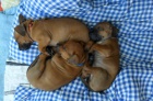 Zadme tata rhodskho ridgebacka s PP
