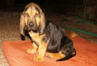 Bloodhound tn prodej