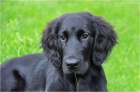 Štěně Flat Coated Retriever/Retrívr