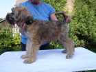 tn Irish Soft Coated Wheaten Terrier