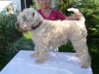 tn Irish Soft Coated Wheaten Terrier