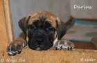 Boerboel - štěňata