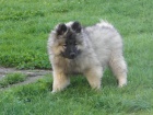 Nmeck pic vl / Keeshond